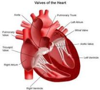 Cara Menyembuhkan Jantung Rematik